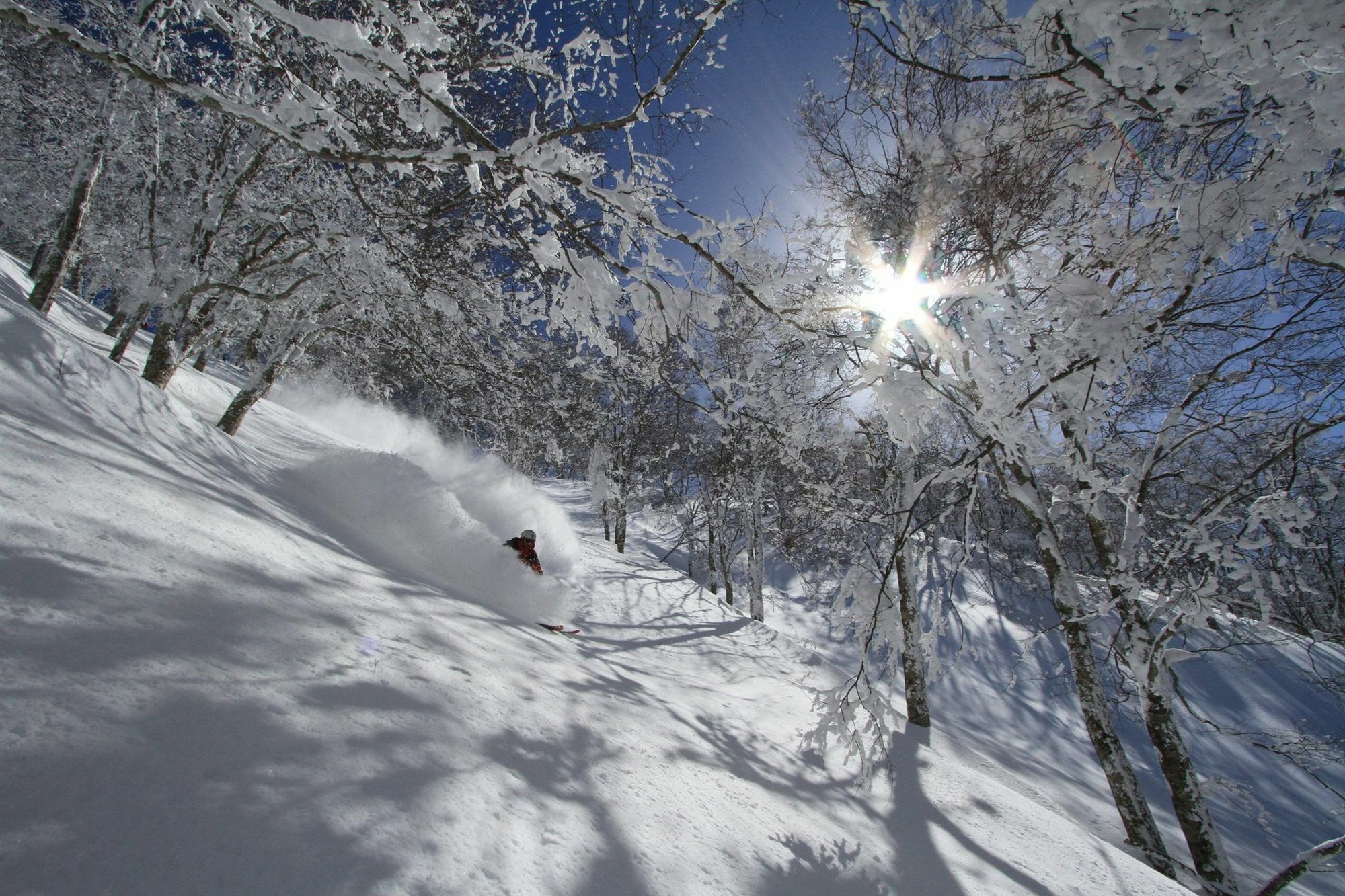 Powder *